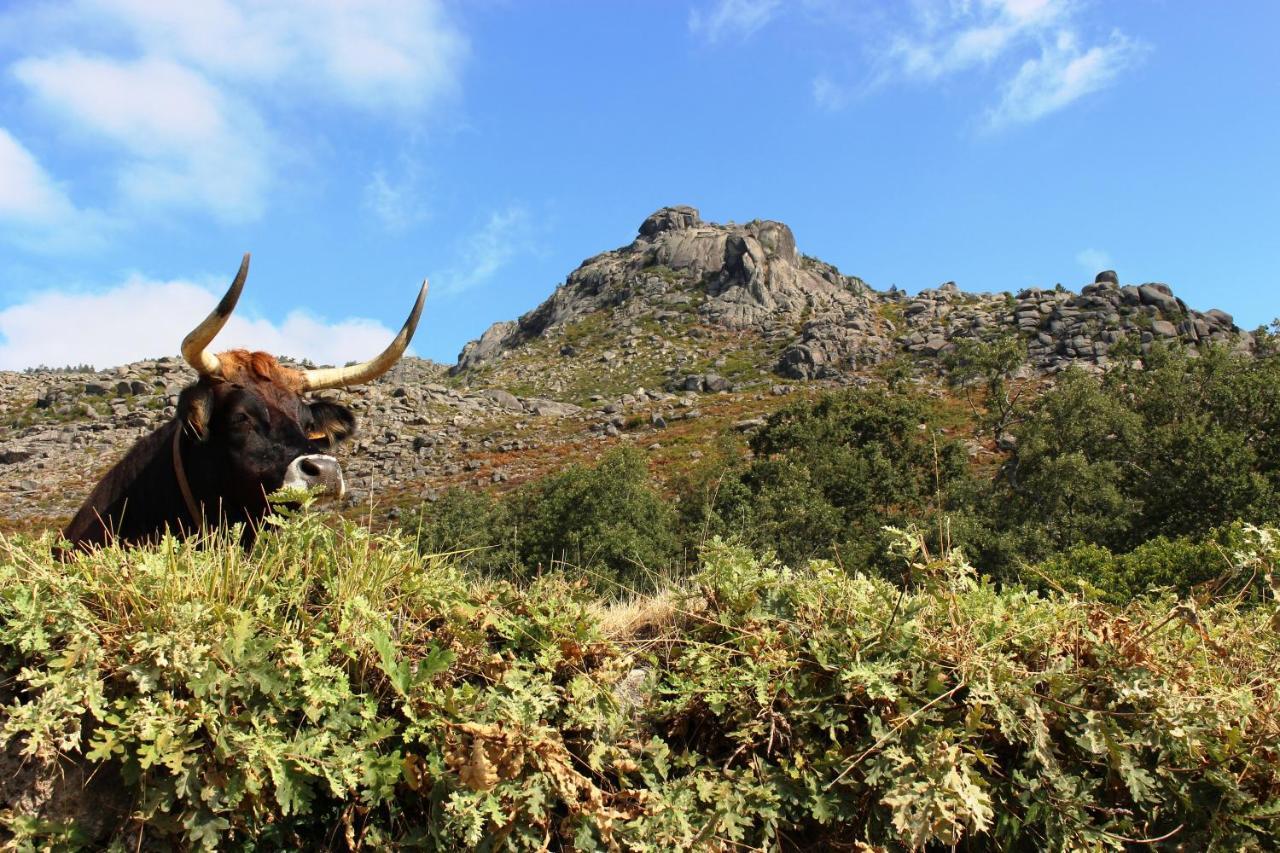 Beirais Do Alvao Villa วีลาเรอัล ภายนอก รูปภาพ